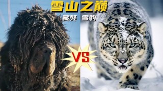 雪豹VS昆山(新疆天山雪豹vs昆山预测)