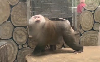 足球迷猴子是什么(橙子早教猴子踢足球)