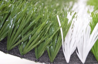 足球用草(足球草坪用什么草)