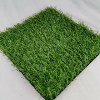 足球用草(足球草坪用什么草)